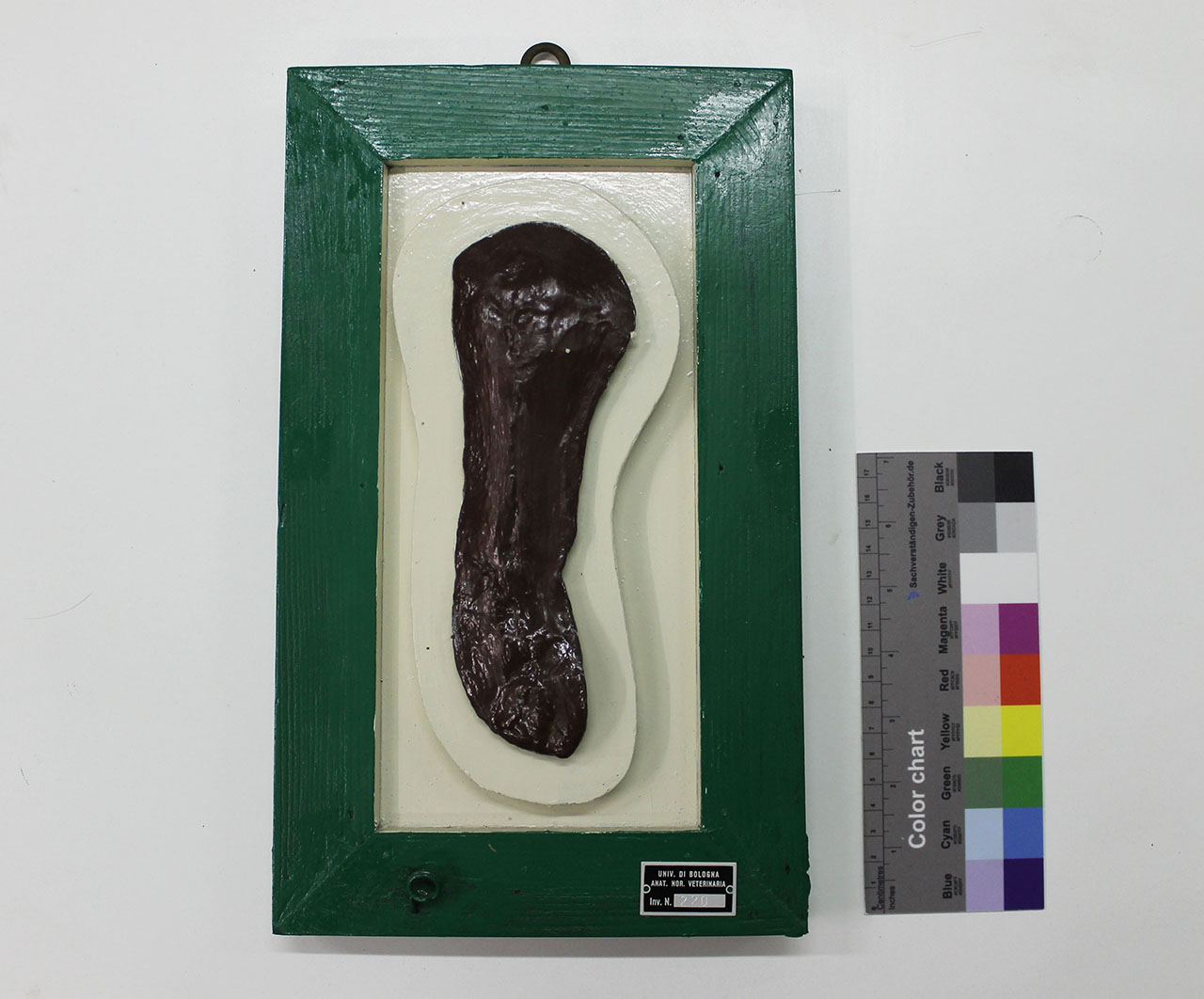 VERTEBRATI/ MAMMIFERI/ cane (esemplare)