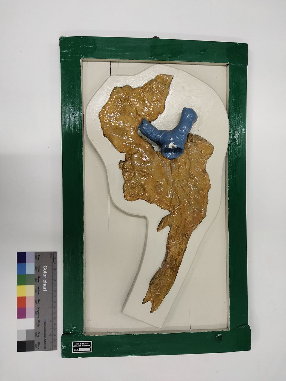 VERTEBRATI/ MAMMIFERI/ asino (esemplare)