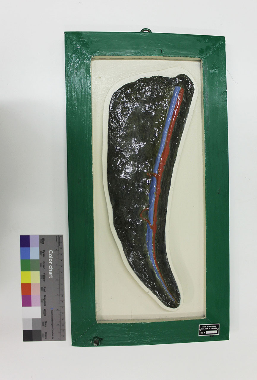 VERTEBRATI/ MAMMIFERI/ asino (esemplare)