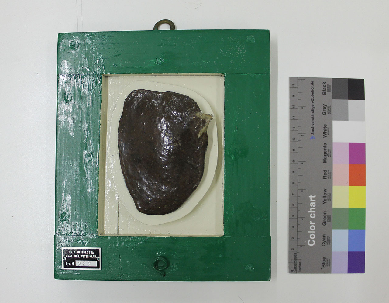 VERTEBRATI/ MAMMIFERI/ pecora (esemplare)