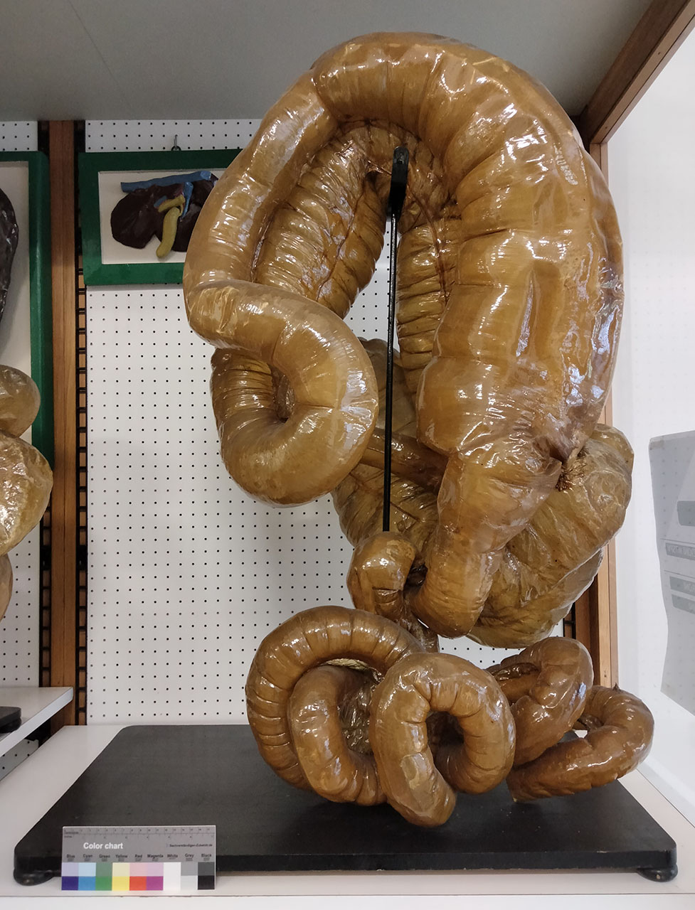 VERTEBRATI/ MAMMIFERI/ cavallo (esemplare)