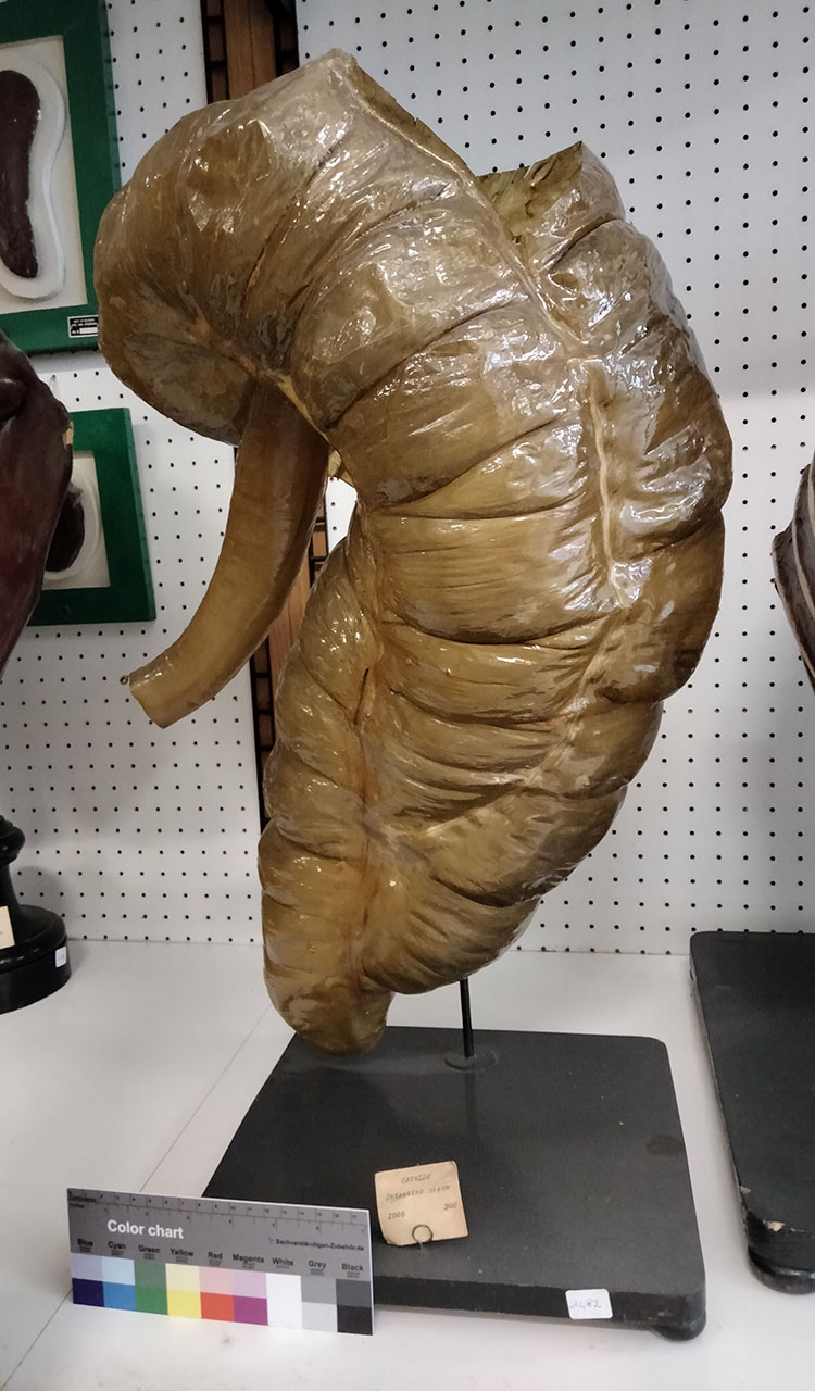 VERTEBRATI/ MAMMIFERI/ cavallo (esemplare)