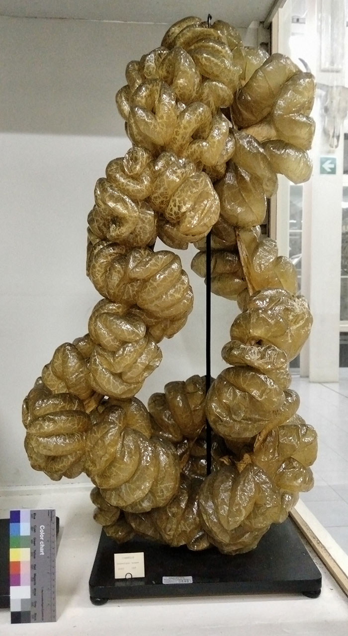 VERTEBRATI/ MAMMIFERI/ cammello (serie)