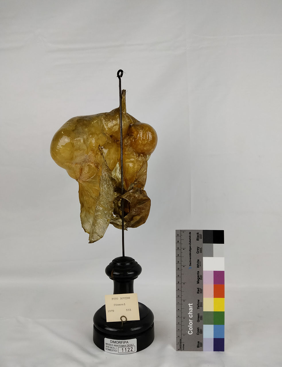 VERTEBRATI/ MAMMIFERI/ bovino (esemplare)