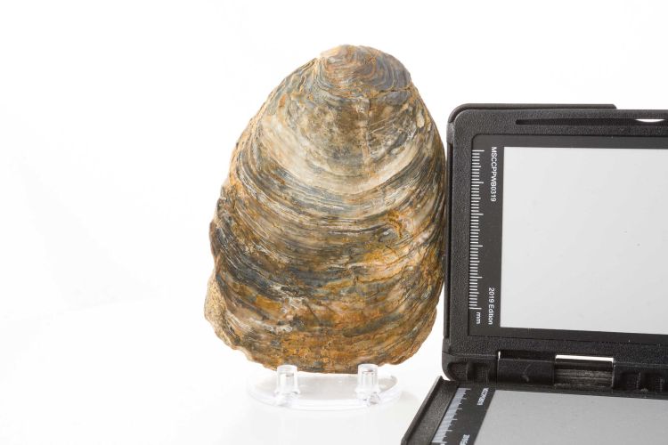 fossile (Mollusco bivalve)