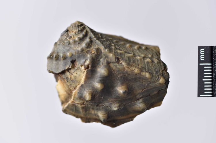 fossile (Mollusco bivalve)