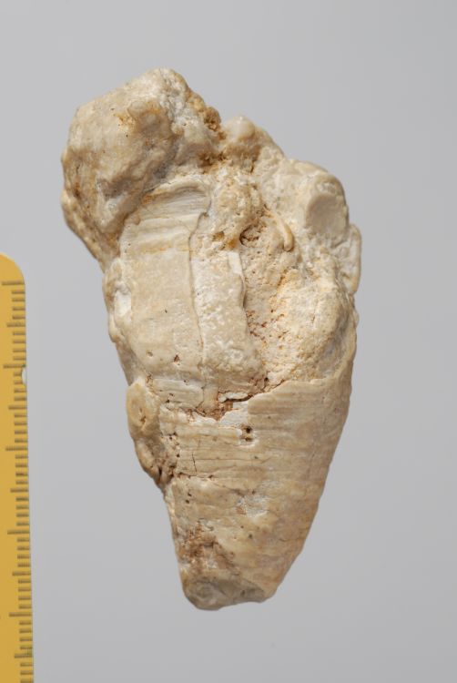 fossile (brachiopode)