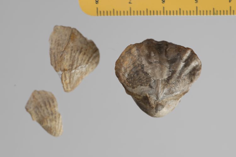 fossile (brachiopode, serie)