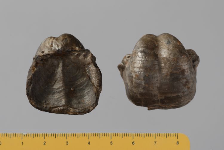 fossile (brachiopode, serie)