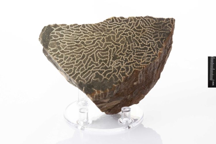 fossile (corallo Tabulata)