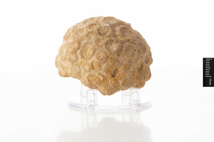 fossile (corallo Scleractinia)