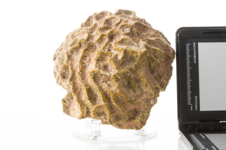 fossile (corallo Scleractinia)