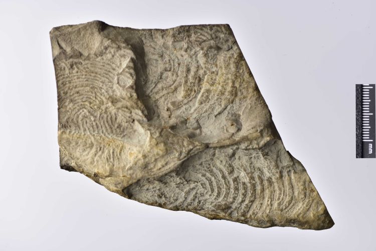 ichnofossile