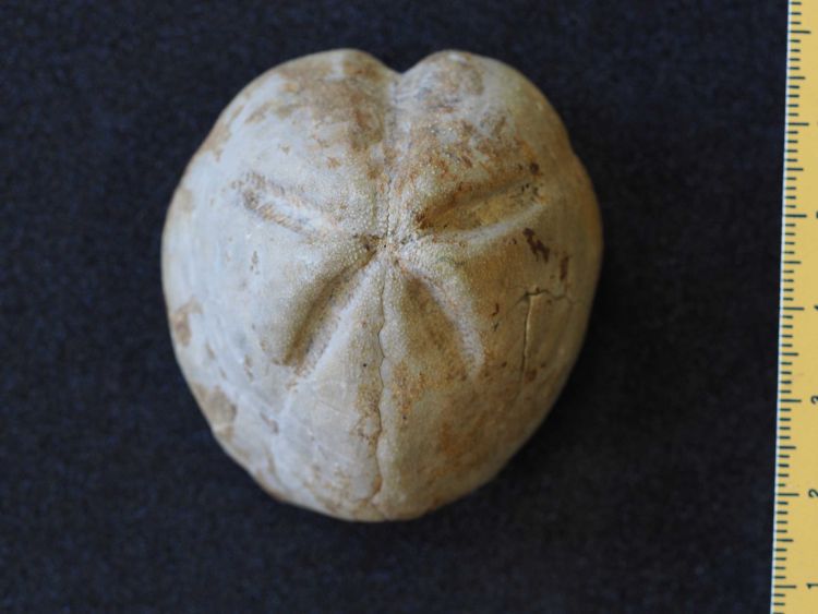 fossile (echinide, esemplare)