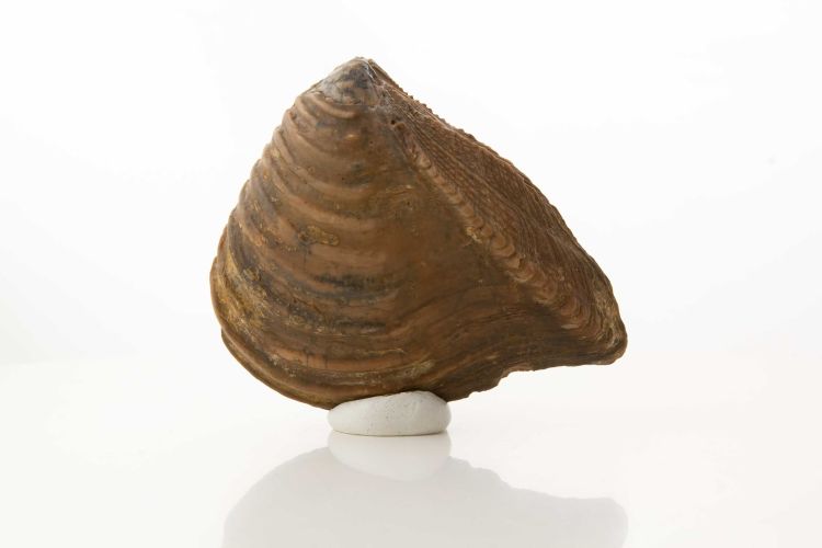 fossile (Mollusco bivalve)