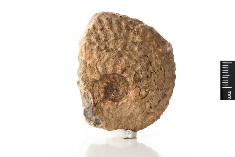 fossile (Mollusco cefalopode (ammonite))