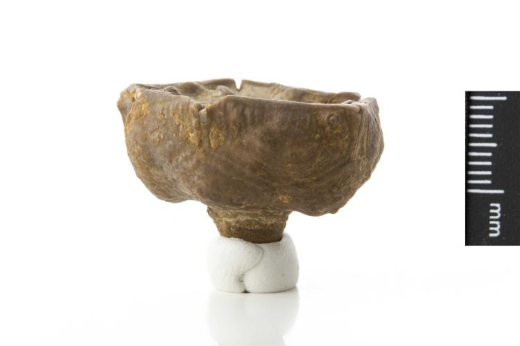 fossile (Crinoide, esemplare)