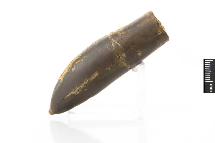 fossile (Mollusco cefalopode (belemnite), esemplare)