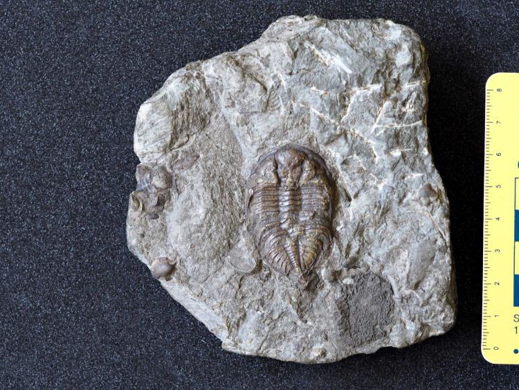 fossile (Trilobite, esemplare)
