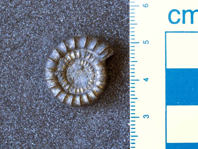 fossile (Mollusco cefalopode (ammonite))