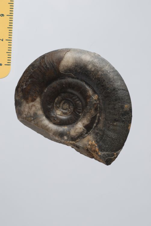 fossile (Mollusco cefalopode (ammonite), esemplare)