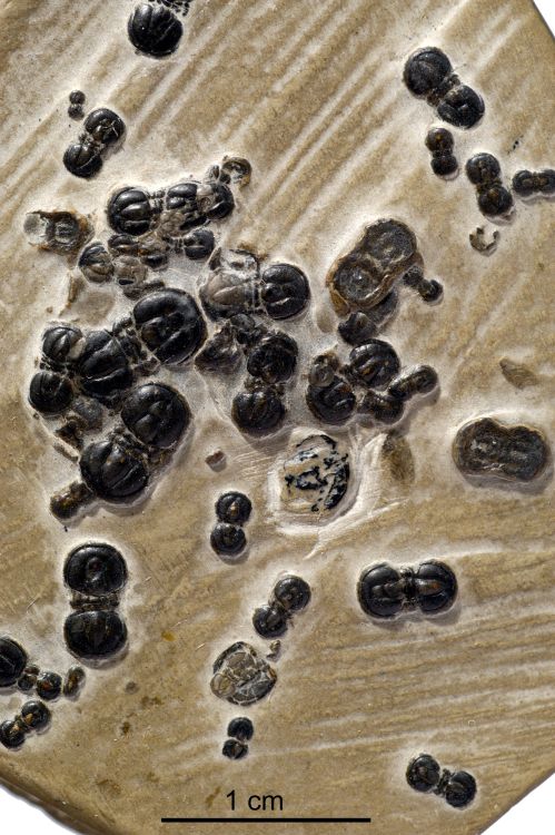 fossile (Trilobite, associazione fossile)