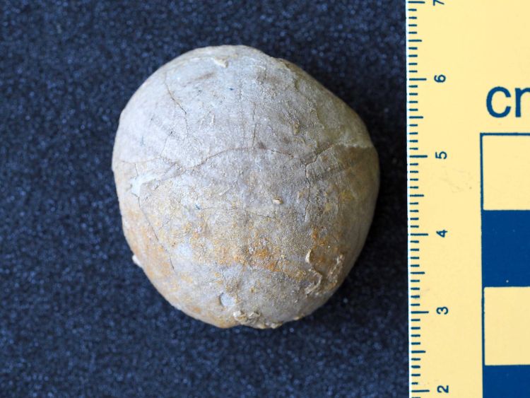 fossile (echinide, esemplare)