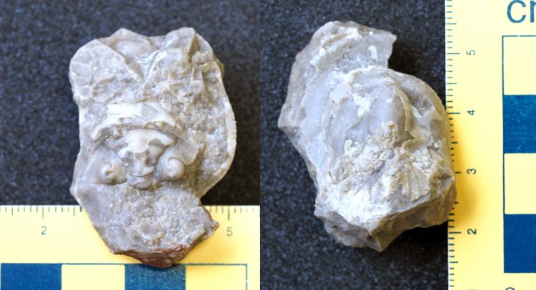 fossile (Trilobite, associazione fossile)