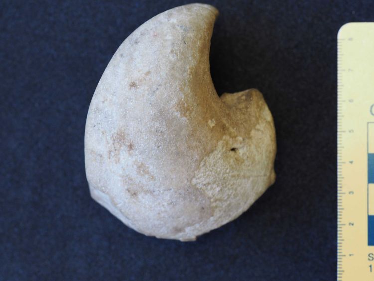 fossile (Mollusco bivalve)