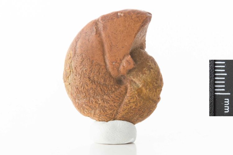 fossile (Mollusco cefalopode (ammonite))