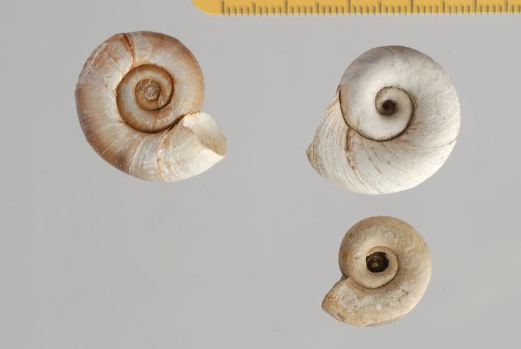 fossile (Mollusco gasteropode, serie)