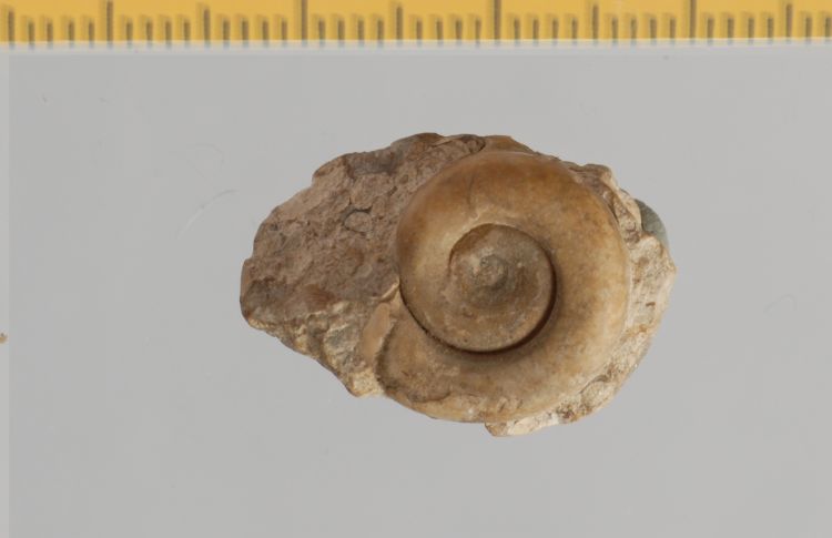 fossile (Mollusco gasteropode, esemplare)