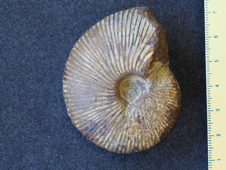fossile (Mollusco cefalopode (ammonite))