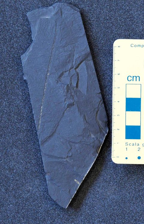 fossile (Graptoliti)