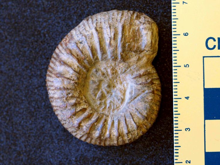 fossile (Mollusco cefalopode (ammonite), esemplare)