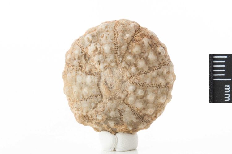 fossile (echinide, serie)