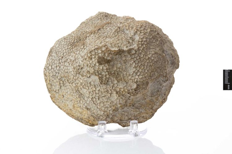 fossile (Corallo Tabulata)