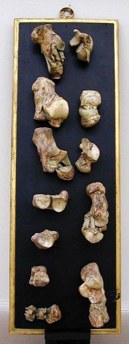 modello, anatomico di Astorri, Giuseppe (primo quarto XVIII-XIX secc)