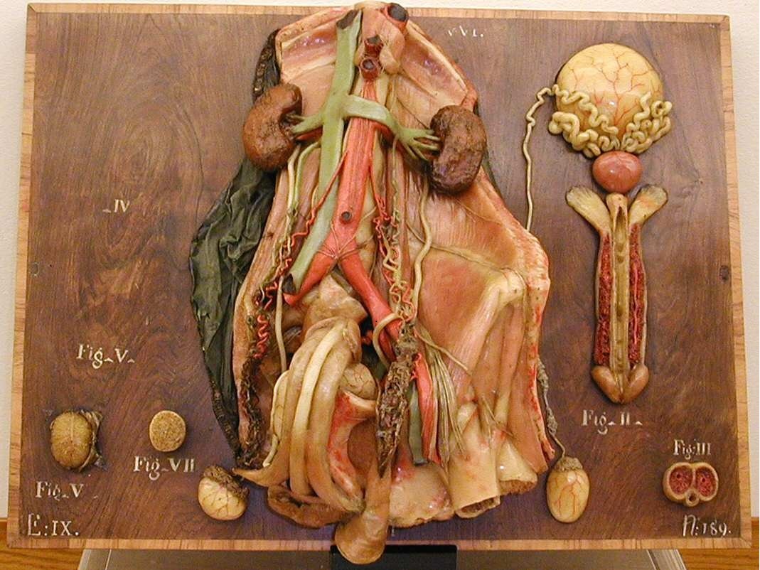 modello, anatomico di Susini, Clemente (XVIII-XIX sec)