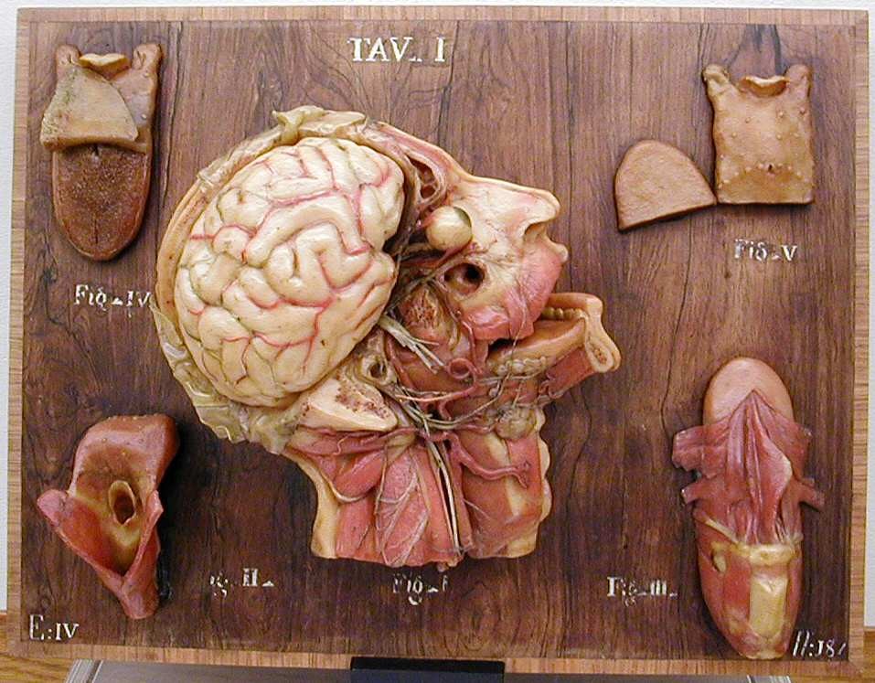 modello, anatomico di Susini, Clemente (XVIII sec)