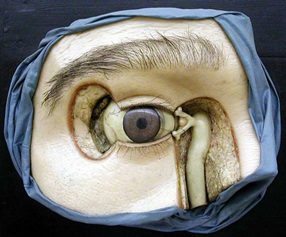 modello, modello anatomico di Bettini, Cesare (metà XIX sec)