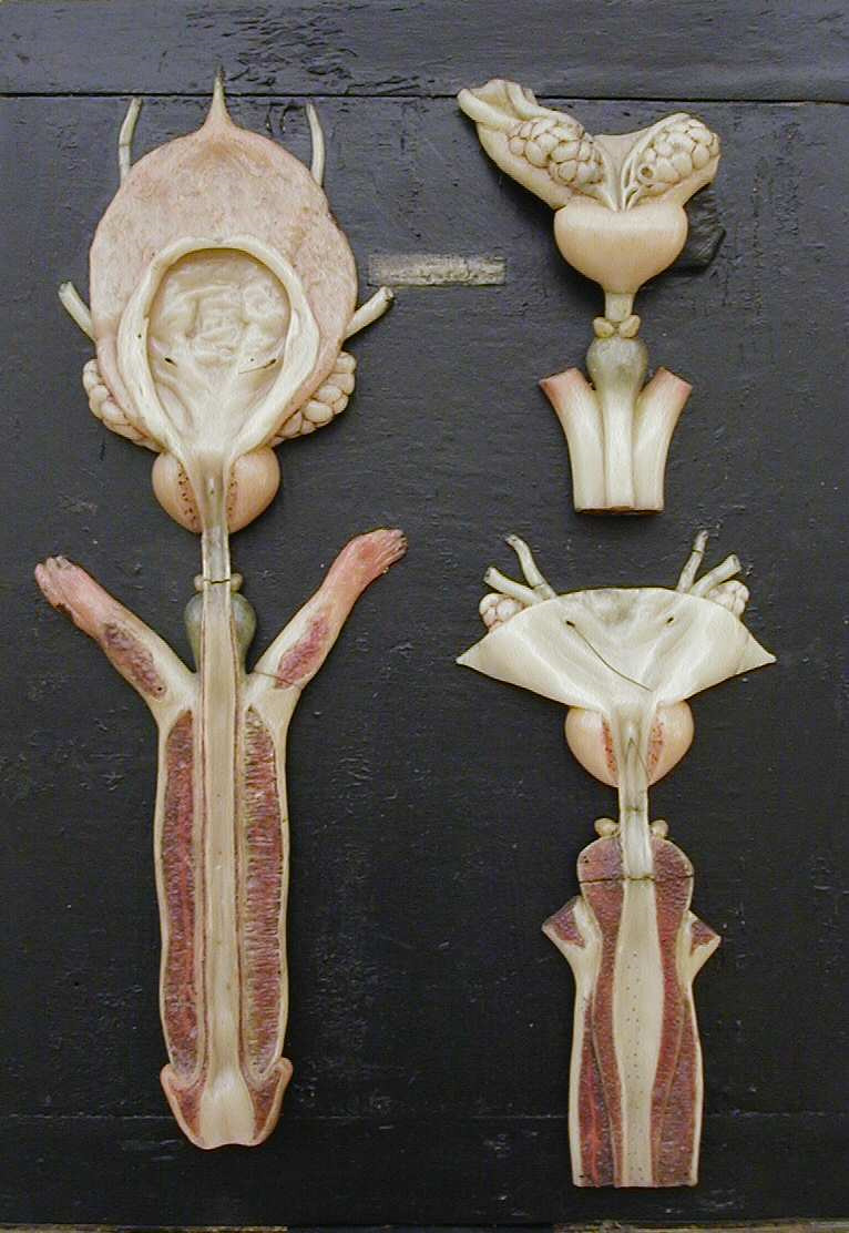 modello, modello anatomico di Astorri, Giuseppe (primo quarto XVIII-XIX secc)