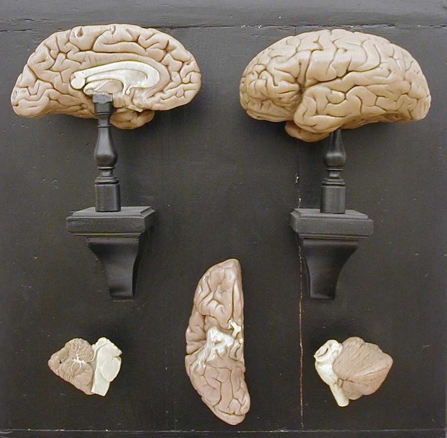 modello, modello anatomico di Bettini, Cesare (seconda metà XIX sec)