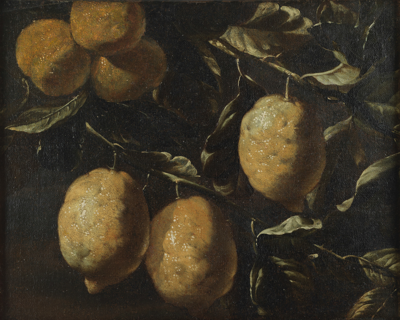 Natura morta con cedri e pesche, natura morta con frutta (dipinto) di Forte Luca (metà/ metà XVII)