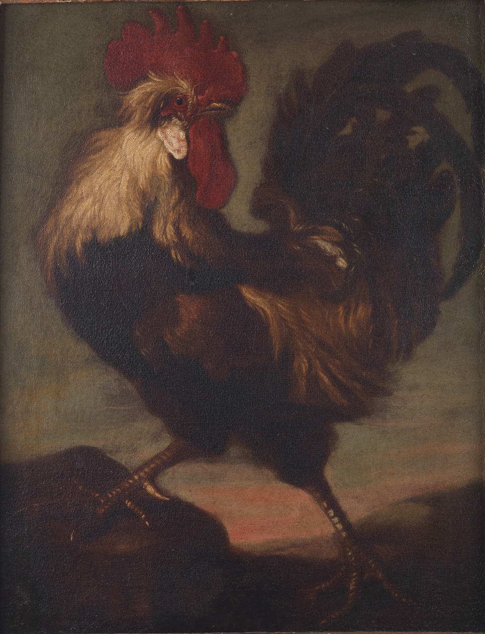 gallo (dipinto) di Cassana Giovanni Agostino (fine XVII)