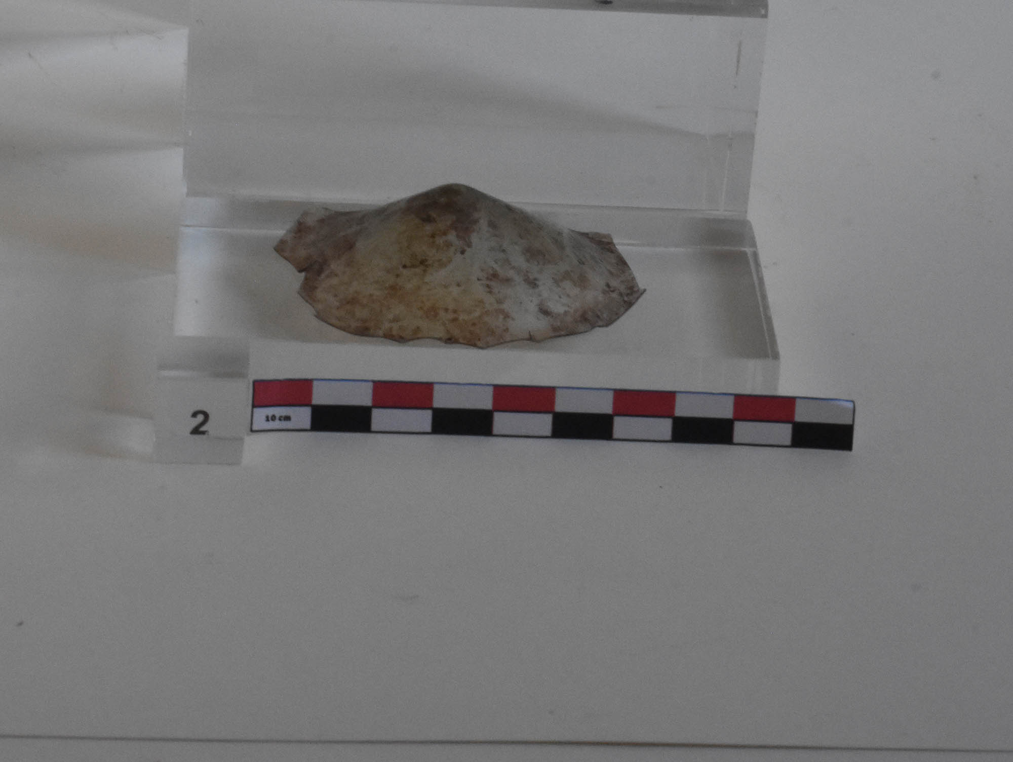 SINGOLO OGGETTO/ brocca, SECOLI/ XII, SECOLI/ XIII