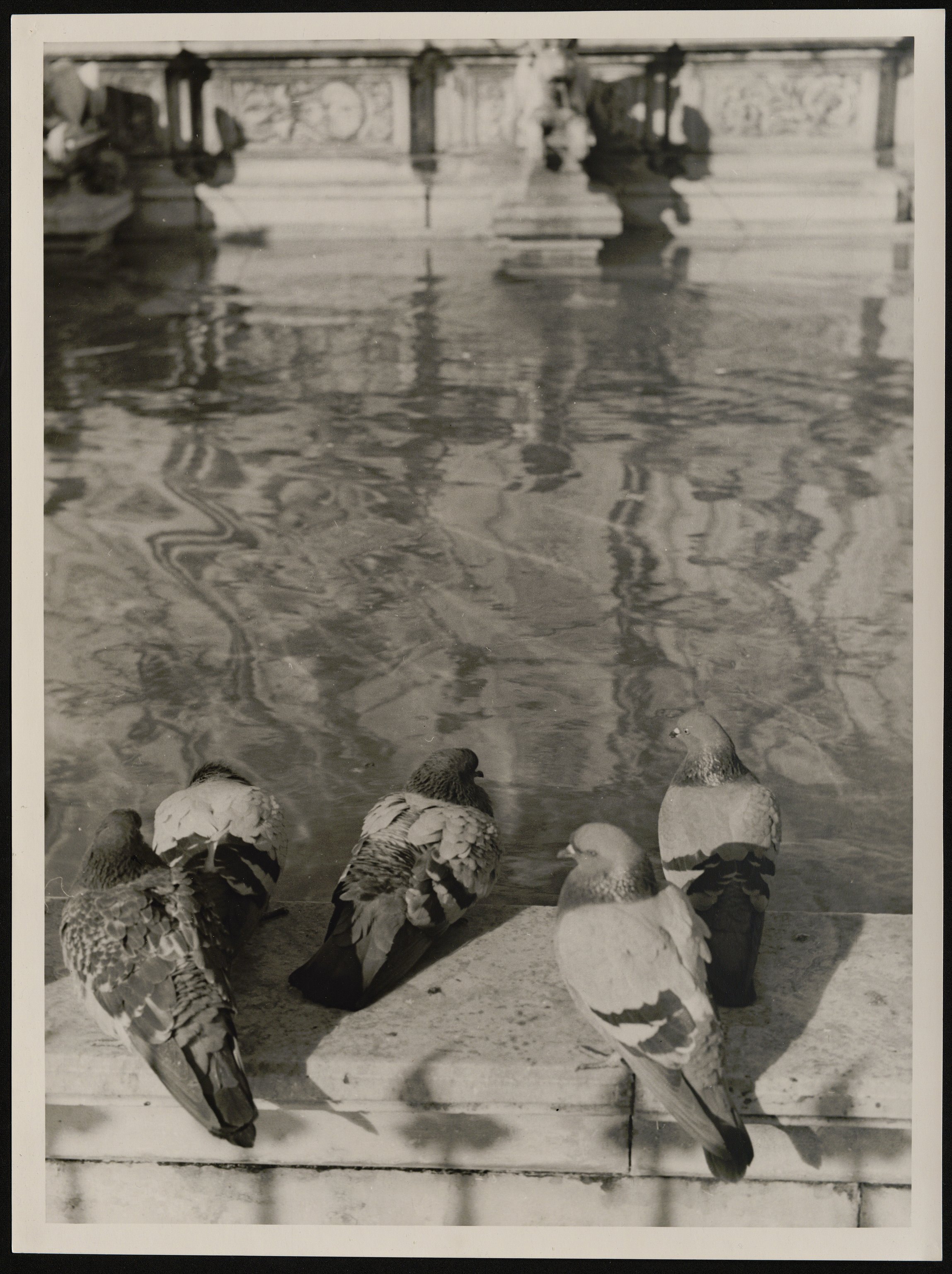 Siena - Fonte Gaia (positivo) di Balocchi, Vincenzo (prima metà XX)