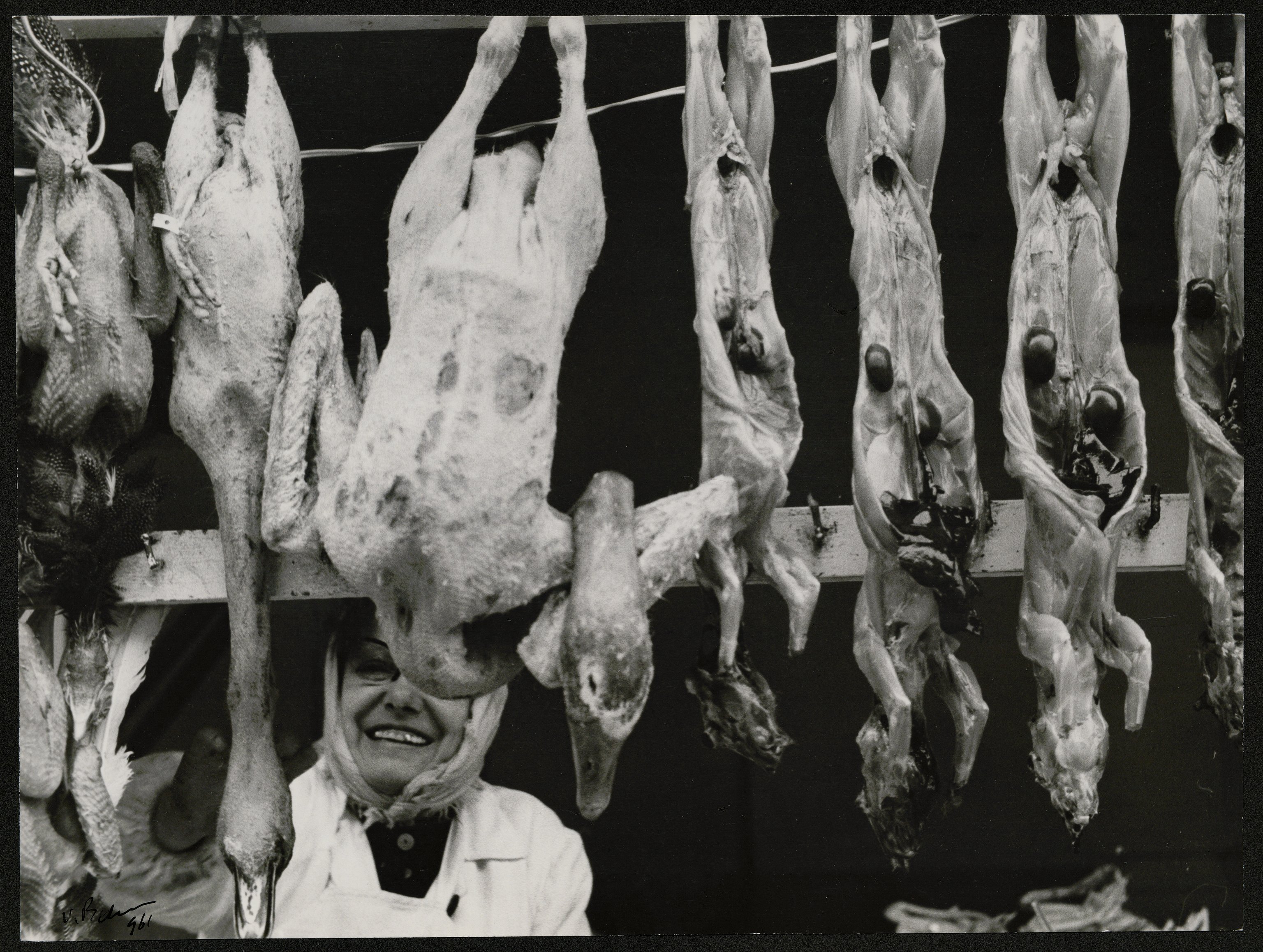 Conigli (positivo) di Balocchi, Vincenzo (seconda metà XX)