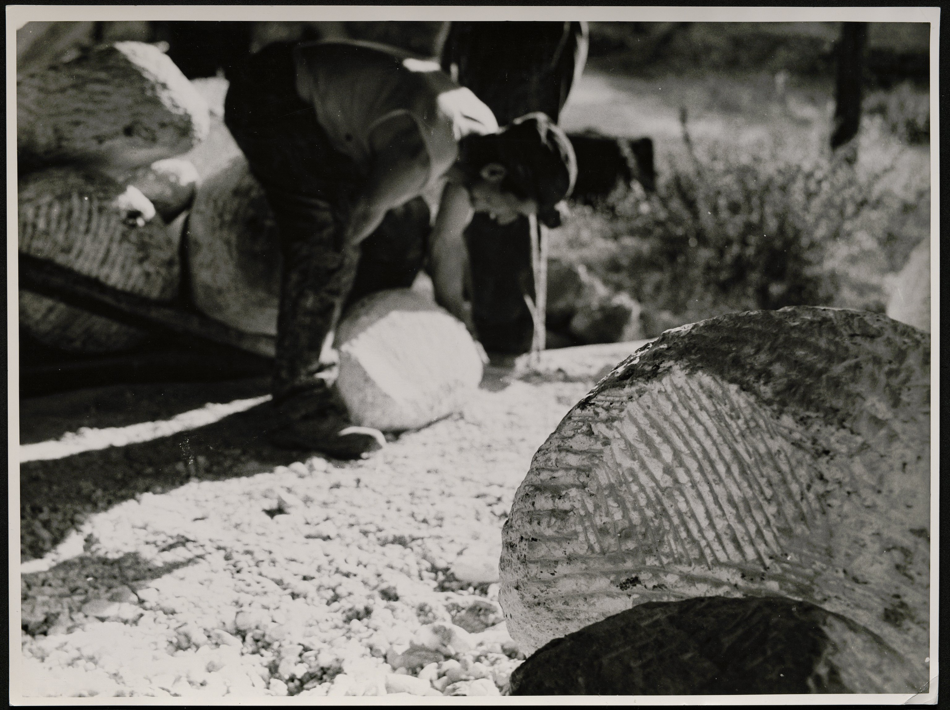 Cavatori (positivo) di Balocchi, Vincenzo (seconda metà XX)