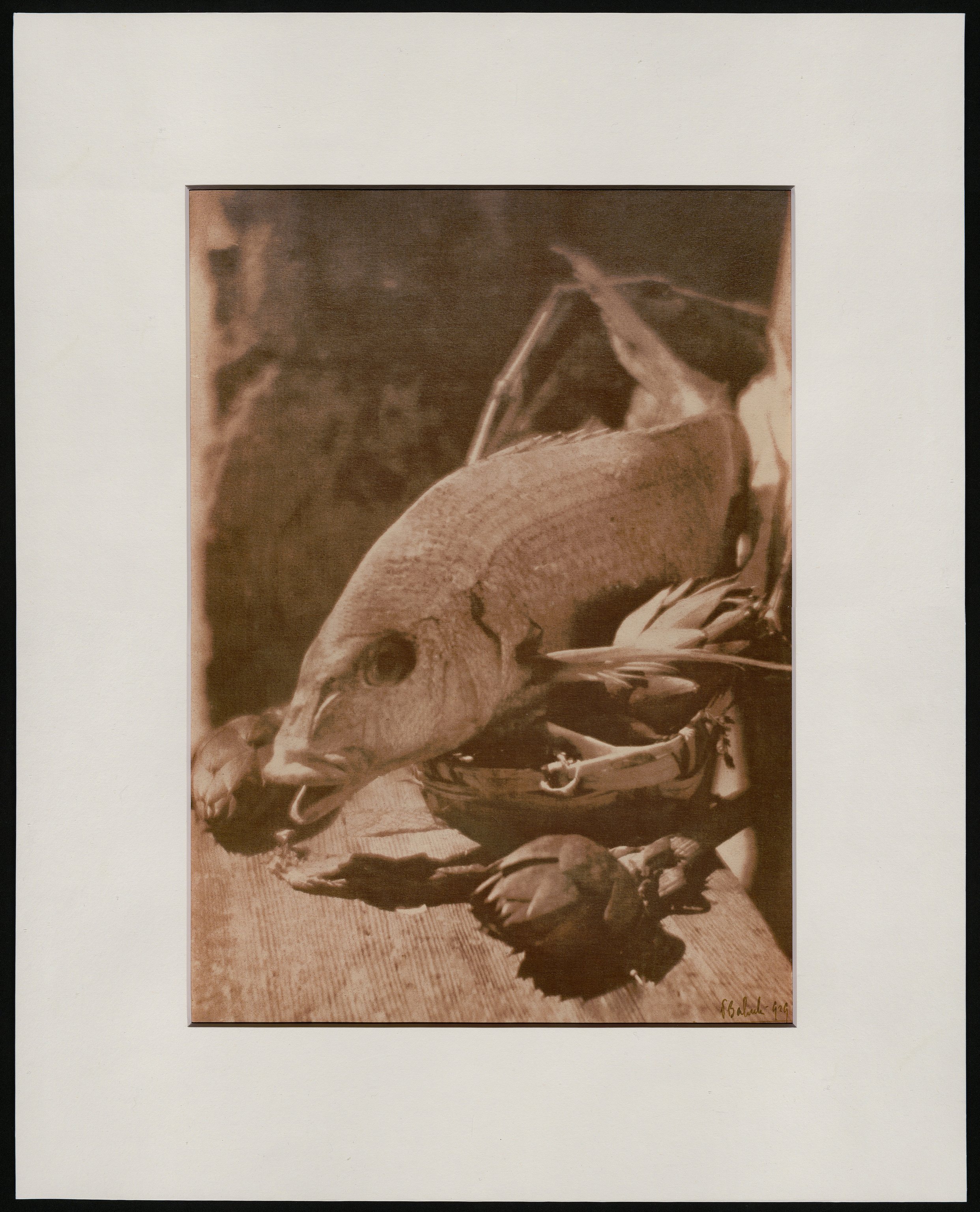 Nature morte (positivo) di Balocchi, Vincenzo (prima metà XX)